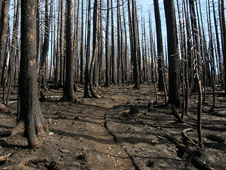 dollarfirefiveyears08