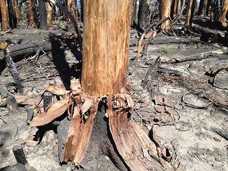 dollarfirefiveyears09