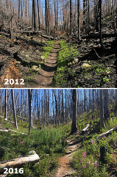 dollarfirefiveyears10