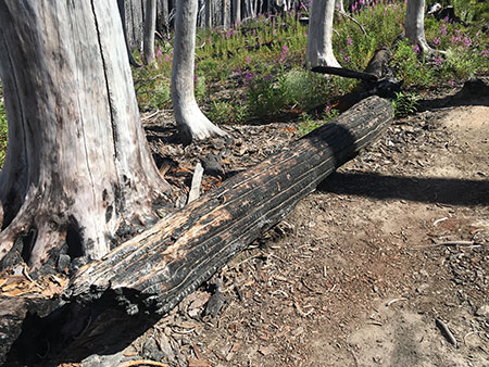 dollarfirefiveyears11