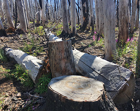 dollarfirefiveyears12