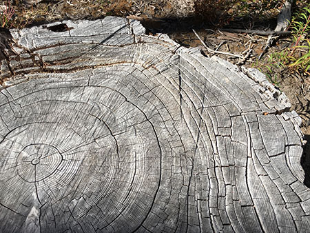 dollarfirefiveyears13_360years