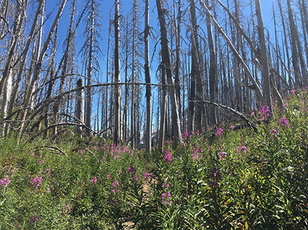 dollarfirefiveyears15