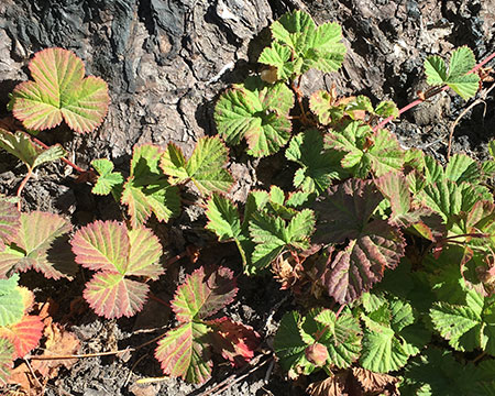 dollarfirefiveyears17