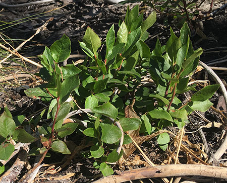 dollarfirefiveyears18