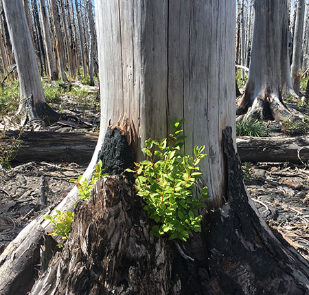 dollarfirefiveyears19