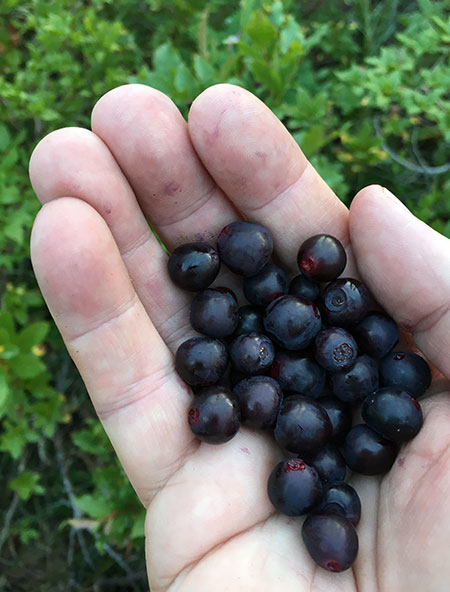 dollarfirefiveyears20