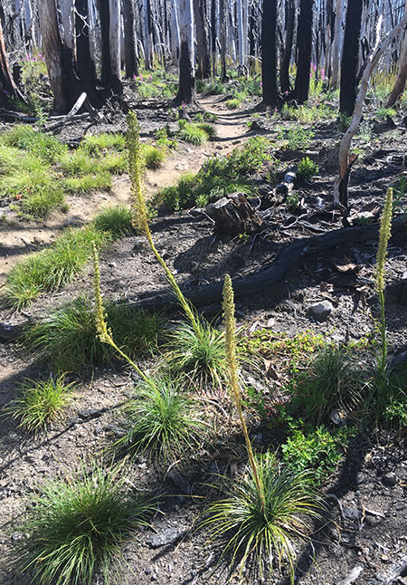 dollarfirefiveyears21