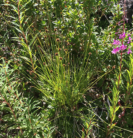 dollarfirefiveyears22