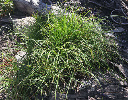 dollarfirefiveyears23