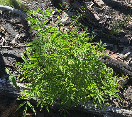 dollarfirefiveyears24