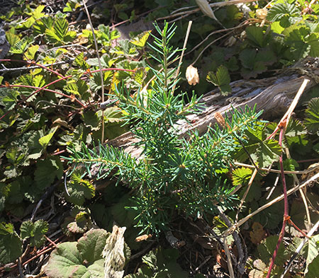 dollarfirefiveyears25