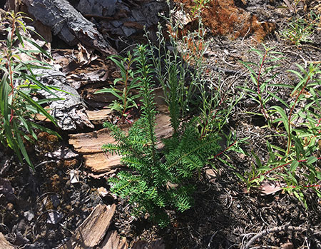 dollarfirefiveyears26