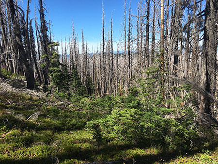 dollarfirefiveyears27