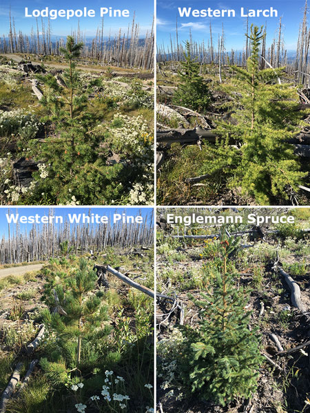 dollarfirefiveyears28