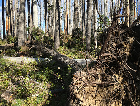 dollarfirefiveyears30