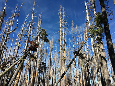 dollarfirefiveyears31