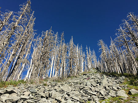 dollarfirefiveyears32