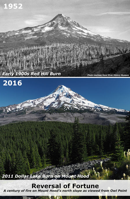 dollarfirefiveyears33