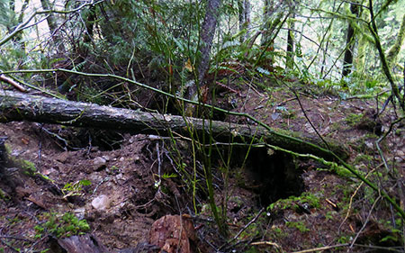 metlakocollapse03kep