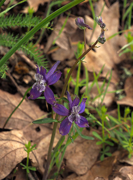 PunchbowlParkUpdate11