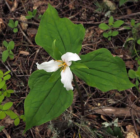 PunchbowlParkUpdate12