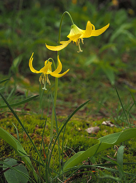 PunchbowlParkUpdate13