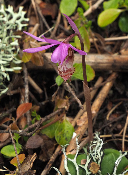 PunchbowlParkUpdate14