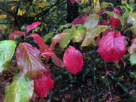 PunchbowlParkUpdate15