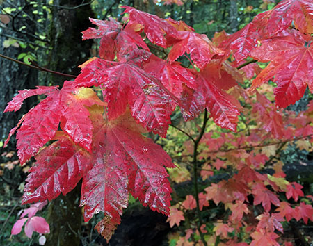 PunchbowlParkUpdate16