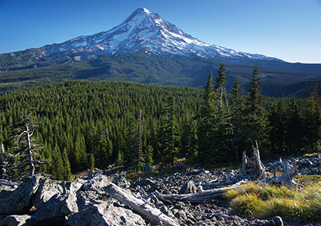 2006OwlPointSentinelTree