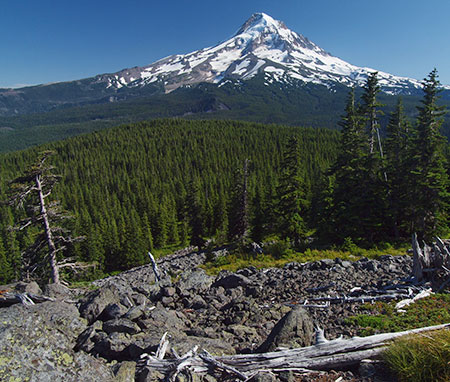 2011OwlPointSentinelTree01