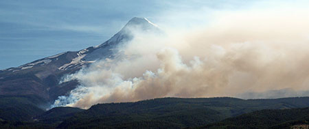 2011OwlPointSentinelTree02