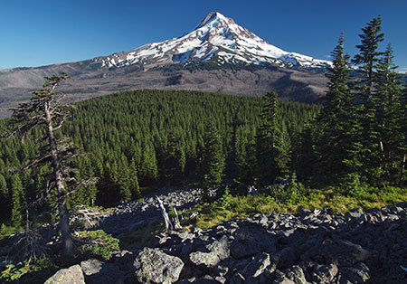 2012OwlPointSentinelTree01