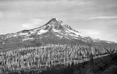 2012OwlPointSentinelTree02