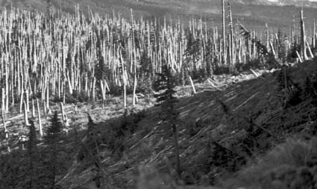 2012OwlPointSentinelTree02a