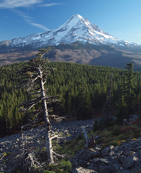 2012OwlPointSentinelTree04