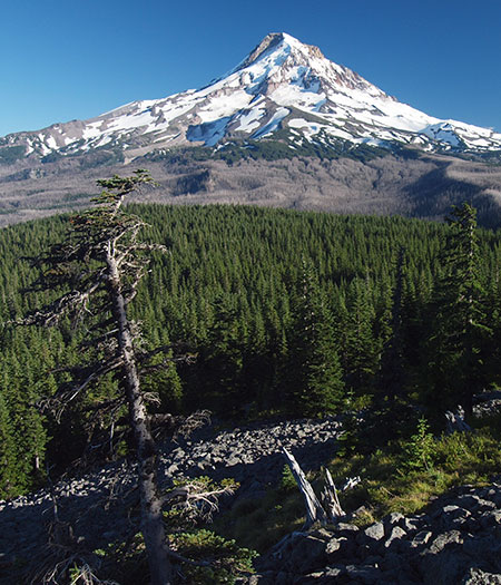 2014OwlPointSentinelTree01