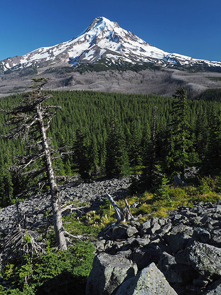 2016OwlPointSentinelTree01