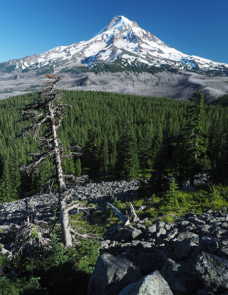 2017OwlPointSentinelTree01