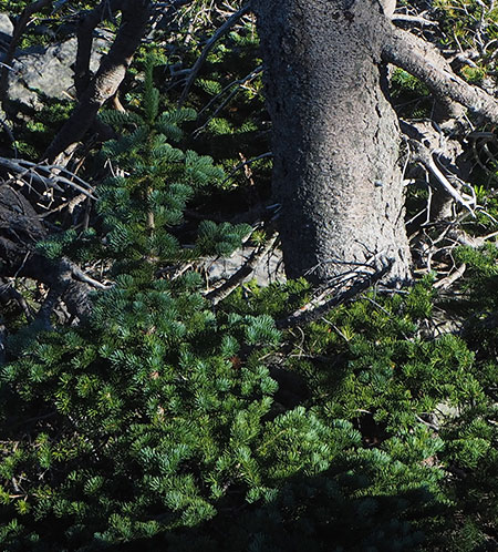 2017OwlPointSentinelTree02