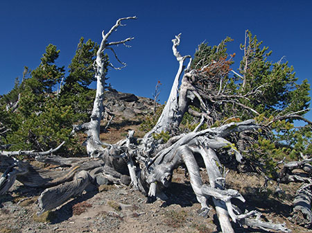 2017WhitebarkKrummholz