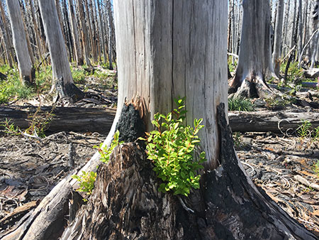 33DollarFireRecovery