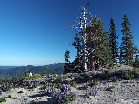 08bHoodWhiteRiverRimLowerMeadow