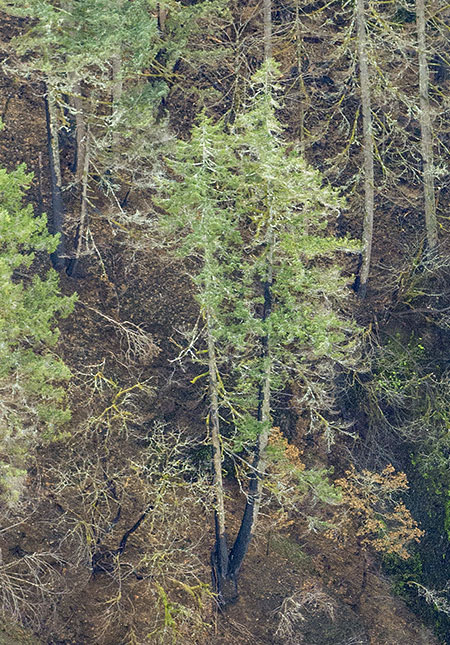 15cOneontaGorgeLogjam