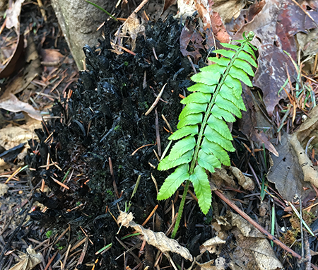 25SwordFernSprouting