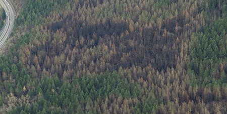 01dNesmithTrailMosaicBurn