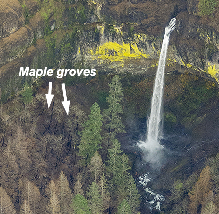 02bElowahFallsMaples