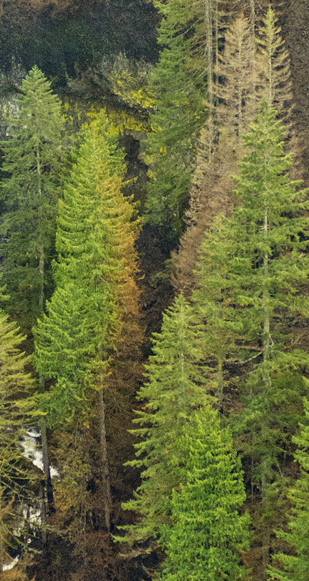 07cMoffettCreekKwanesumBurnDetail