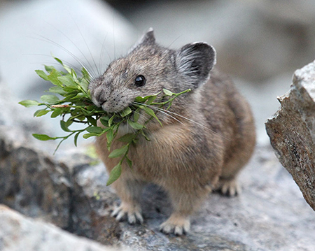 11cUpperTannerCreekPIka